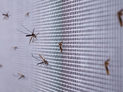 About Spider Extermination Stetson Valley - spider extermination experts in Stetson Valley