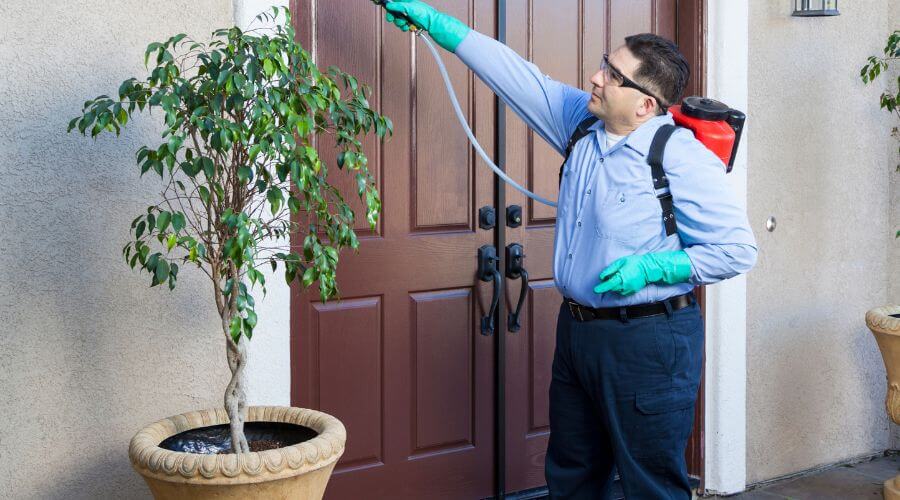 Why choose Spider Extermination Stetson Valley for spider extermination in Stetson Valley